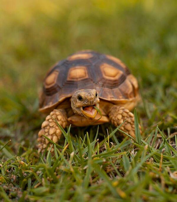 30. Kaplumbağalar popolarından nefes alabilirler.