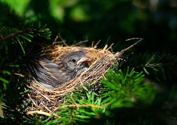 35. Birçok kuş türü, yavrularının dışkısını yiyerek yavruları için yuvayı temiz tutar.
