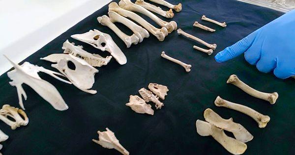 Bir araştırmacı, daha büyük modern tavukların kemikleri arasında bulunan 2 bin yıldan daha eski  tavuk kemiklerine işaret ediyor.