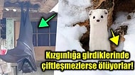 Doğanın Vahşi Yüzünü Bizlere Gösterirken Görenlerin İçinin Çekilmesine Neden Olan 15 Ürkütücü Fotoğraf