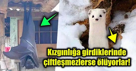 Doğanın Vahşi Yüzünü Bizlere Gösterirken Görenlerin İçinin Çekilmesine Neden Olan 15 Ürkütücü Fotoğraf