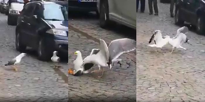 Bu Ne Asabiyet? Trabzon'da Sokak Ortasında Karşı Karşıya Gelen 2 Kabadayı Martının Birbirine Girdiği Anlar