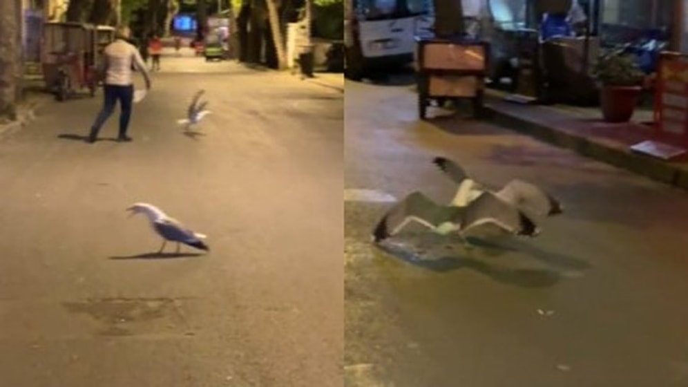 Ülkede Martılar Bile Gergin: İstanbul'da İki Martının Kavgasını Vatandaşlar Ayırdı