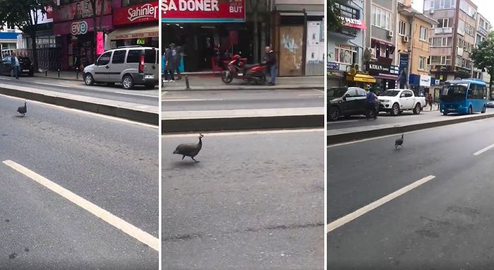 İstanbul'da Trafikte Koşturan İran Tavuğu Gündem Oldu: 'Tavuk Bile Yabancı'