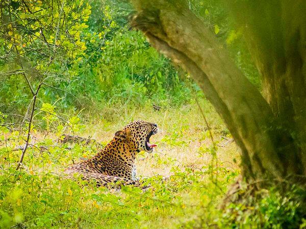 10) Sri Lanka'da safariye çıkabilirsiniz.