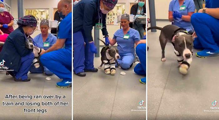 Tren Kazasında Ön İki Bacağını Kaybeden Köpeğin Protez Bacaklarıyla İlk Defa Yürüdüğü Muhteşem Anlar