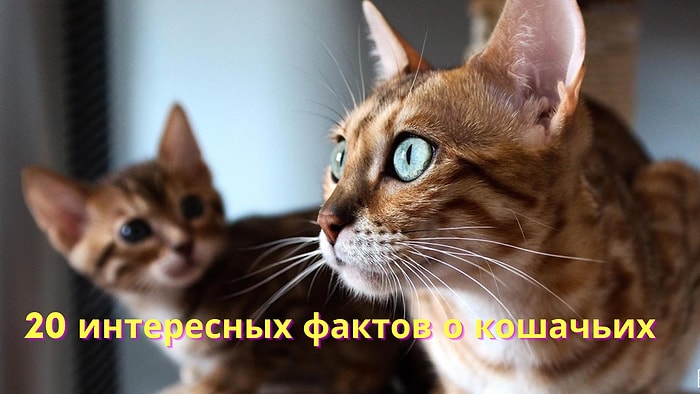 20 фактов о кошачьих, которые вы 100% не знали