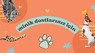 Küçük Evlerde Yaşayan Evcil Hayvan Sahipleri İçin Harika Ürünler