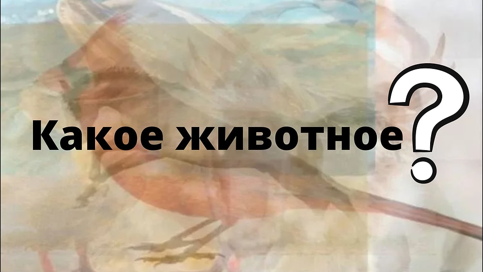 Тест: Каких животных вы увидите здесь первыми, такой у вас и характер