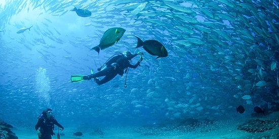 Su Altı Dünyasına Birebir Tanık Olmak İçin Dalış Sporu Yapabileceğiniz Masmavi 7 Nokta