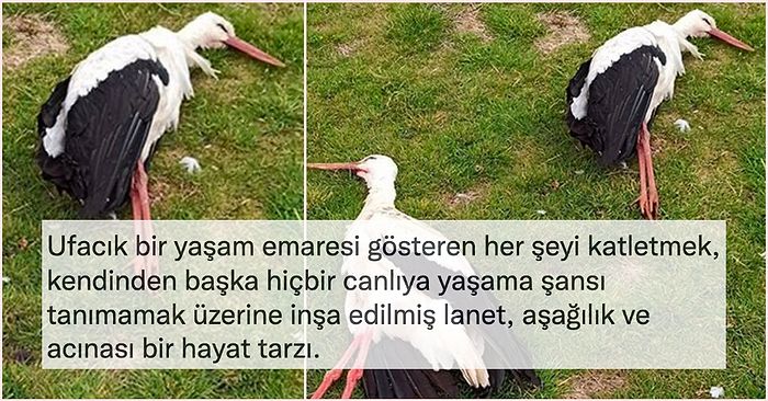 Bugün de İnsanlığımızdan Utandık... Göç Yolundaki Leylekler, Afyonkarahisar'da Silahla Vuruldu!