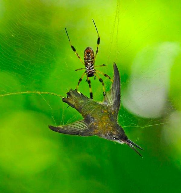 4. Bir sinek kuşunu acımasızca ağına düşüren ürkütücü örümcek: