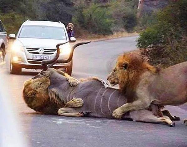 13. Yolun ortasında asların saldırısına uğrayan zavallı bir Afrika ceylanı: