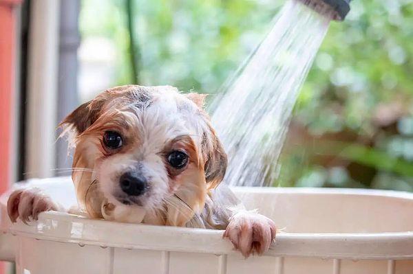 Özellikle ilk banyo deneyimlerinde evcil hayvan sahipleri Köpeğiniz banyo öncesinde huysuzlanmaya başladıysa sakin, kendinizden emin bir tonla konuşarak onu rahatlatabilirsiniz.