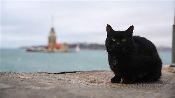 Bir noktada, cadıların kedilerle eşleştirilmesi kara kedilere daraldı, ancak bunun tam olarak neden olduğunu söylemek zor.