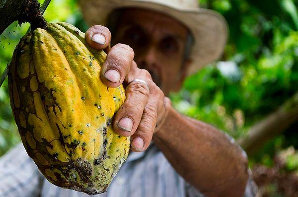 Kakao ağacındaki meyvelerin olgunlaştığını nasıl anlarız?