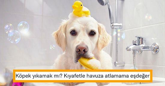 Tüylü Dostlarımız İçin Banyo Zamanı: Köpekler Nasıl Yıkanır?