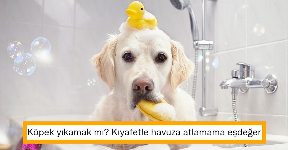 Tüylü Dostlarımız İçin Banyo Zamanı: Köpekler Nasıl Yıkanır?