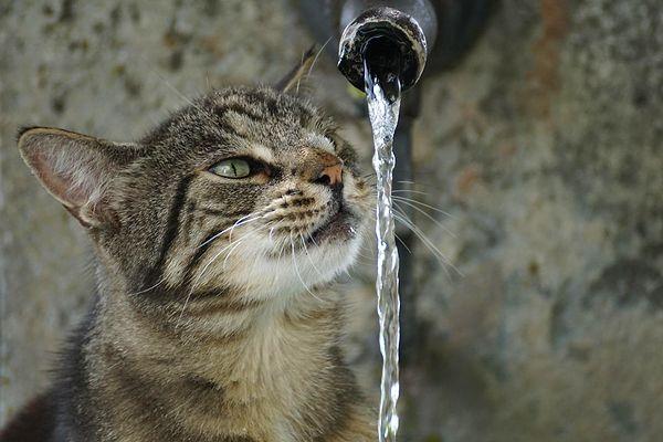 26. Kediler deniz suyu içebilirler.