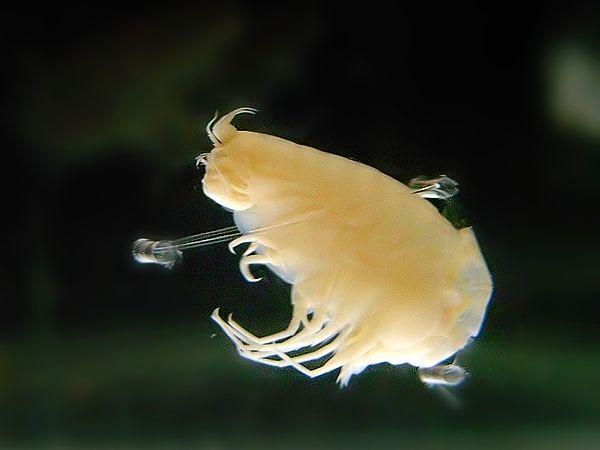 17. Küçük, karides benzeri bir amfipod olan Hirondellea gigas, dış iskeletini kaplayan bir alüminyum hidroksit jel tabakasına sahiptir.