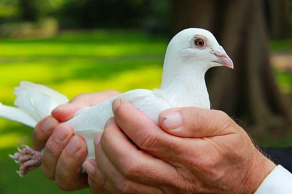 6. Filipinler'de yeni evliler beyaz güvercin uçurur.