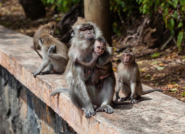 9. Les singes ont le concept de démocratie.