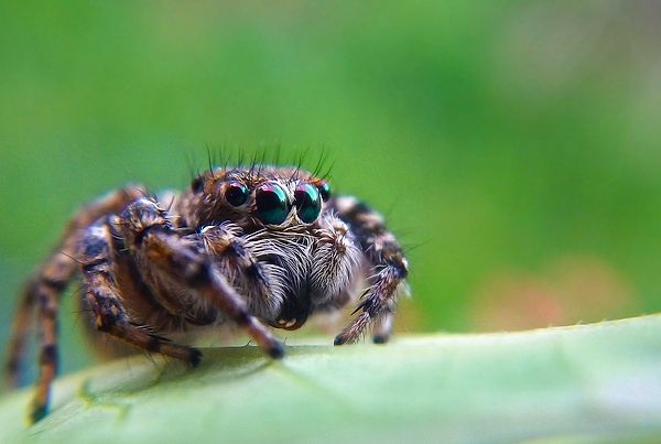 2. Dişi bir tarantula yaklaşık 20 ila 25 yıl yaşar.