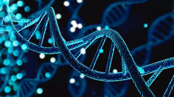 4. DNA'nızı onarmanıza yardımcı olur.