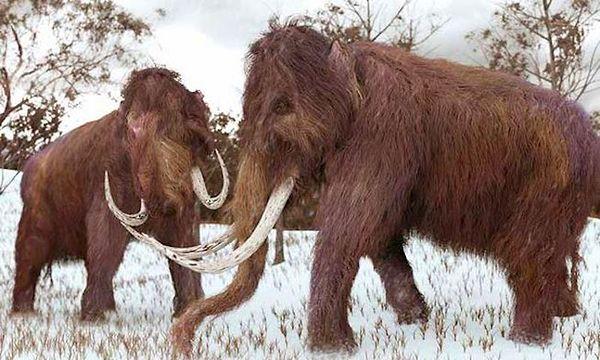 Soyu tükenmiş olan mamutlar, filgiller familyasından gelirken, buzul çağında yaşamıştır.