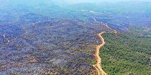 4 Bin 500 Hektar Alan Yandı: Marmaris'teki Yangında 'Emniyet Şeridi' Detayı