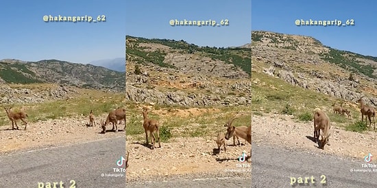 Tuncelili Abinin, Yol Kenarında Otlayan Dağ Keçilerine 'Ezerler Sizi' Nasihati Verdiği Anlar İçinizi Isıtacak