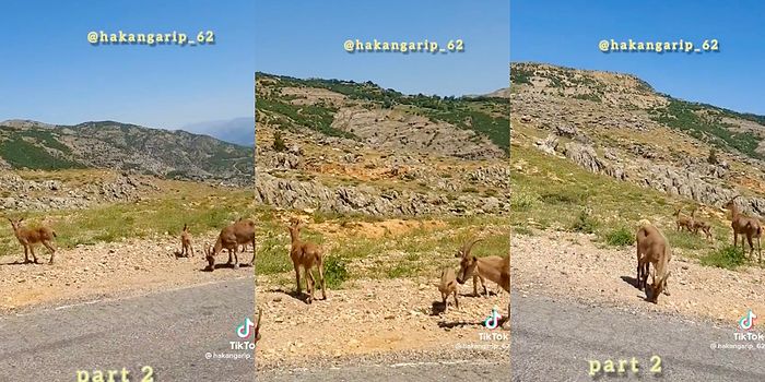 Tuncelili Abinin, Yol Kenarında Otlayan Dağ Keçilerine 'Ezerler Sizi' Nasihati Verdiği Anlar İçinizi Isıtacak