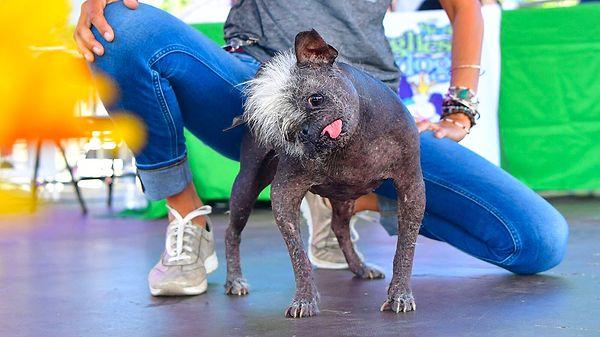Dünyanın En Çirkin Köpeği yarışmasında birinci olan Mr. Happy Face, 1.500 dolarlık ödülü kazandı.