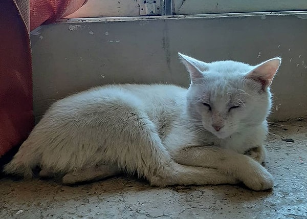 Она решила последовать за кошкой и поняла, что ее домом был пустой клочок земли на обочине дороги