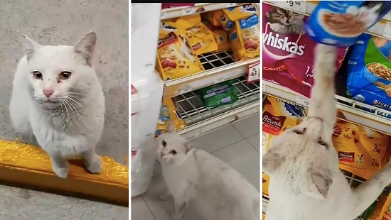 Женщина приютила бездомного кота, который выпрашивал еду в магазине, и теперь он - звезда Инстаграм