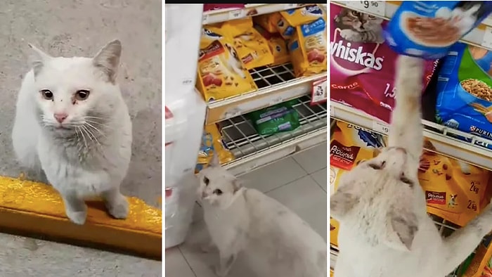 Женщина приютила бездомного кота, который выпрашивал еду в магазине, и теперь он - звезда Инстаграм