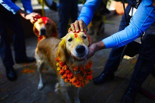 15. Kukur Tihar, Nepal'de köpeklere atfedilmiş bir festivaldir ve yılda bir kez kutlanır.