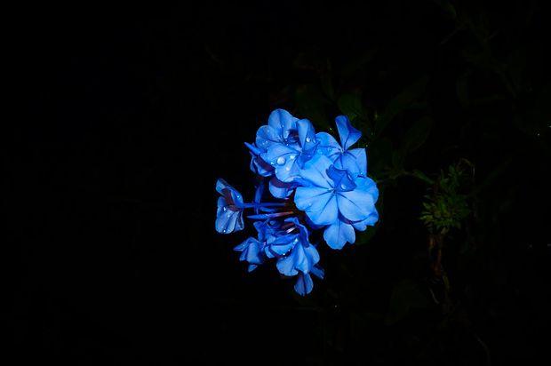 Birhan Keskin Şiirleri: Mağara Çiçeği
