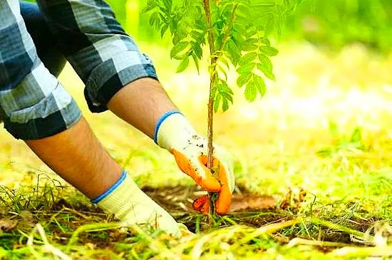 Fidan Yetiştiriciliği  2022 Taban Puanları ve Başarı Sıralaması (2 Yıllık)