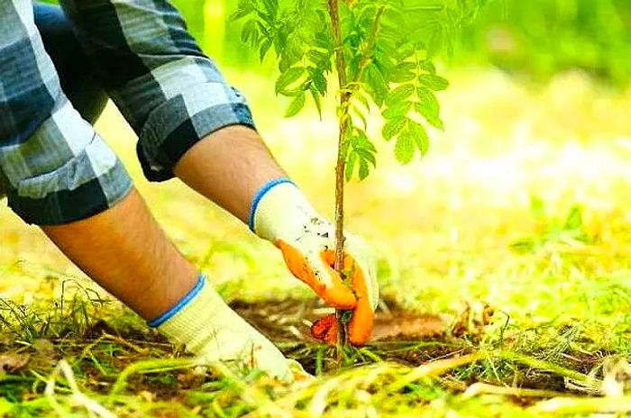 Fidan Yetiştiriciliği  2022 Taban Puanları ve Başarı Sıralaması (2 Yıllık)