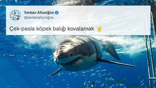 Marmaris Sahilindeki Köpek Balığı Panik Yaratmadı: Vatandaşlardan Paspaslı Müdahale...