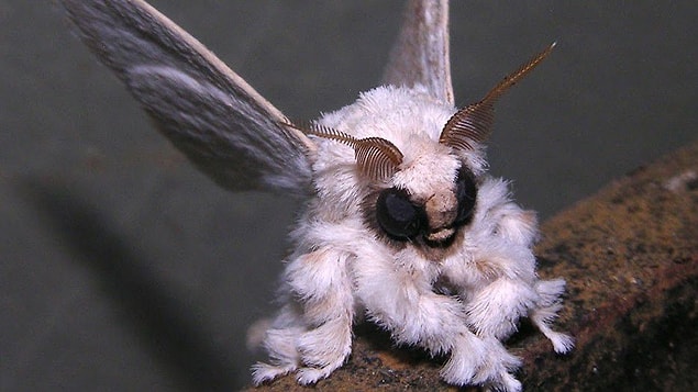 21. Papillon caniche vénézuélien