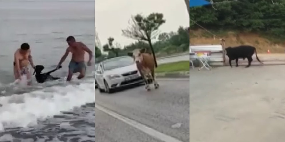 Koyun Can Derdinde! Kurban Bayramı'nda Yurdumuzun Dört Bir Köşesinden Can Havliyle Kaçan Kurbanlık Manzaraları