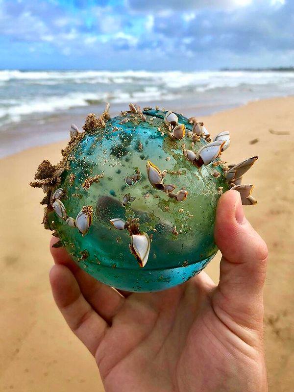 15. "Hawaii'de sahilde yürürken küçük bir deniz ekosisteminin evi olmuş bu cam topu bulduk."