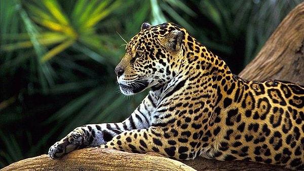 9. Jaguarların dişleri bir kaplumbağanın kabuğunu ısırabilecek güçtedir.