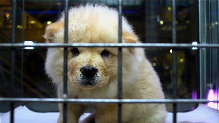 Yeni Dönem Başladı: Petshoplarda Vitrinden Evcil Hayvan Satışı Yasaklandı