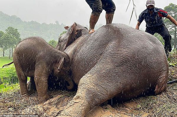 Tayland'da yaşanan olayda, yavrusuyla birlikte çukura düşen anne fil ekipler tarafından kalp masajı ile hayata döndürüldükten sonra yavrusuyla birlikte bölgeden ayrıldı.
