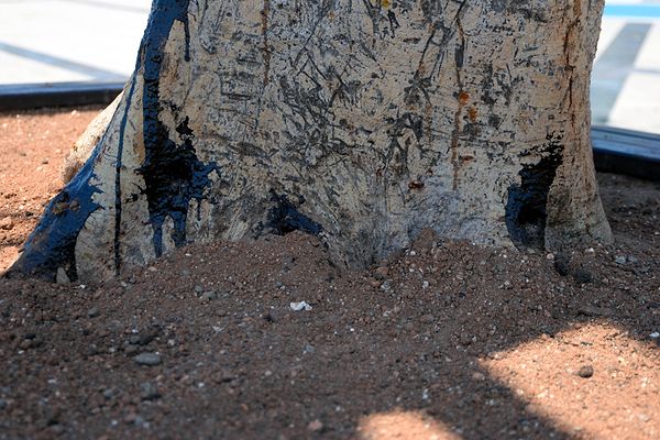 Orman Müdürlüğü, elde edilen laboratuvar sonuçları ve tutanakları yasal işlem yapılması için Mersin Valiliği'ne bildirdi.