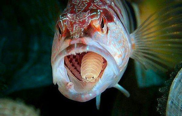 4. Cymotha Exigua, balıkların dilinin tabanına yapışan ve dilini yiyen bir türdür. Balığın dilini yedikten sonra balığın yeni dili gibi davranır.