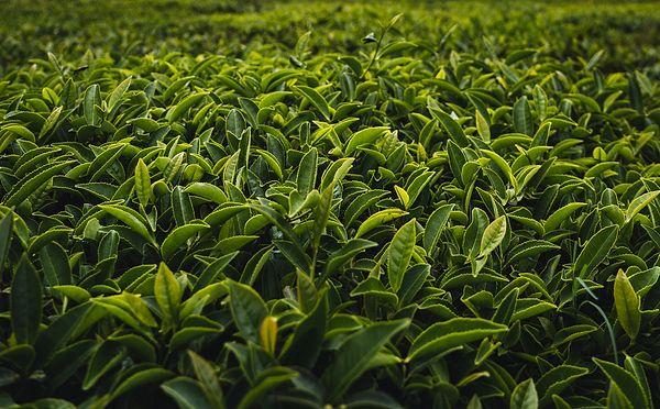 16. Sri Lanka dünyanın en büyük ikinci çay ihracatçısıdır.